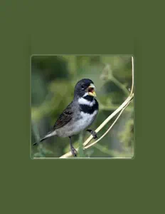 Pássaros do Brasil (RPB)을(를) 듣고, 뮤직 비디오를 보고, 약력을 읽고, 투어 일정 등을 확인하세요!