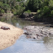 Hippopotamuses (Serengeti National Park, Tanzania) artwork