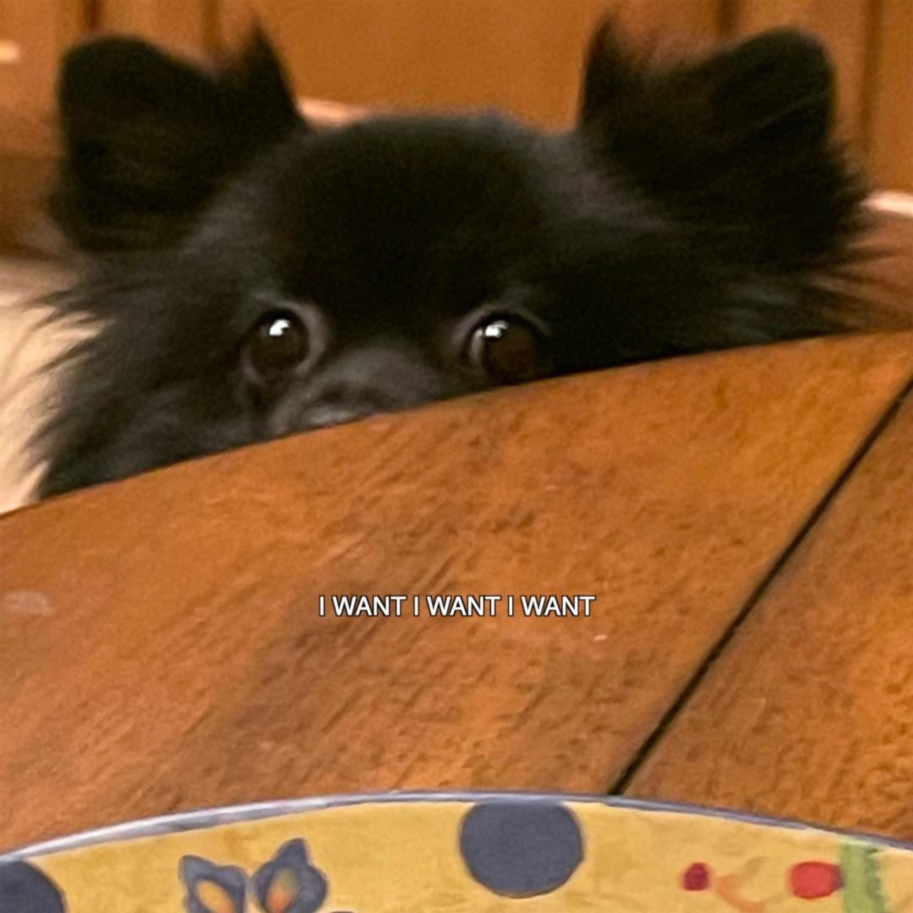 I WANT I WANT I WANT - Single