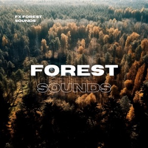 Forest Sounds for Study and Focus