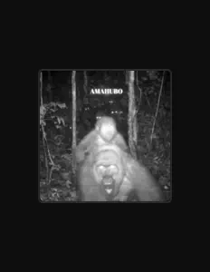 收听 INSIMBIII、观看音乐视频、阅读小传、查看巡演日期等 ！