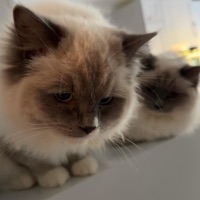 Burden - Single - evergarden