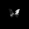 Graves - Blacklit Canopy Official lyrics