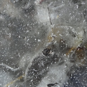 Fluctuation of Being