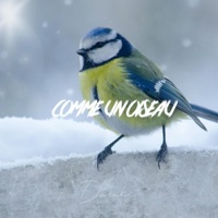 Comme un oiseau - Single - Douki
