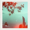 B3 No Perfect Waves - The Bird's Companion