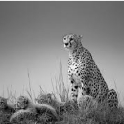 Papafiscalrd - Hermanito