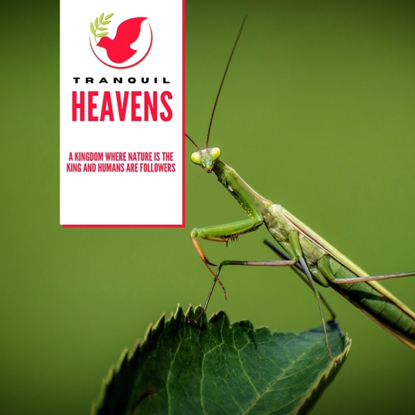 A Kingdom Where Nature is the King and Humans are Followers