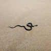 Snake On the Beach - Tranzpotter