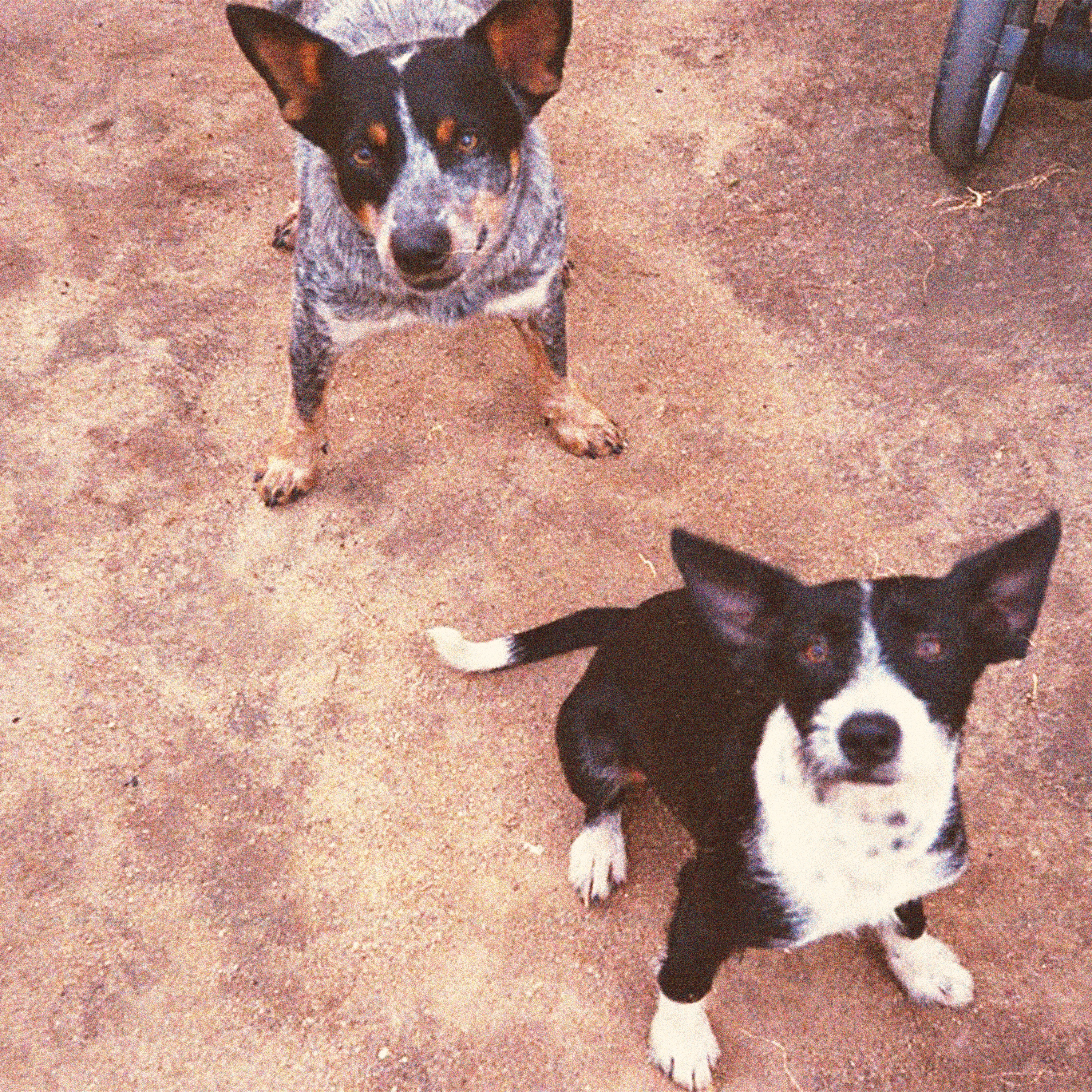 Biscoitos Scooby (feat. Nitcho & Terra Encantada) - Single by Dog Caos album cover