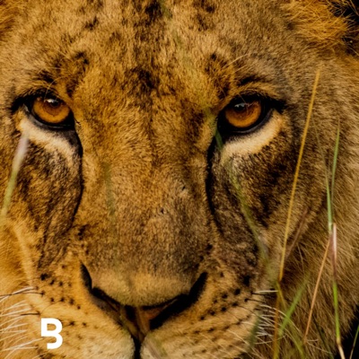 Braam Worship - Elohim