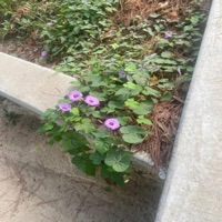 She Don't Need Me - Single - Aidashi