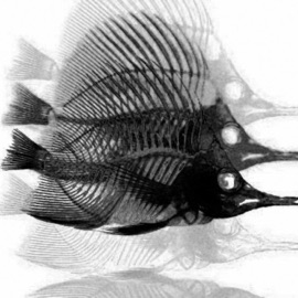 On the Roks (feat. Aj Cooper) Rokjaw