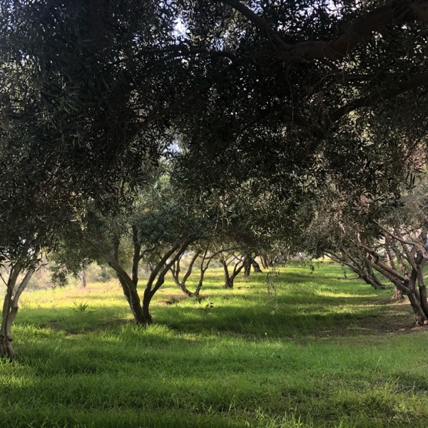 Olive Hill
