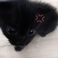 Shake N Move! - Single - rae!