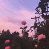 I Miss You - Catbus Stop & Shiloh Dynasty