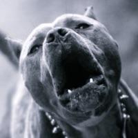 VICES (feat. w ä t e r m e l t) - Single - jamestriplesix