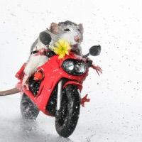 Daisies - Single - Georg3