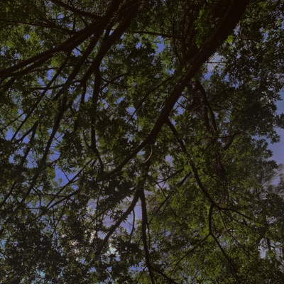 Latidos Nocturnos - Single