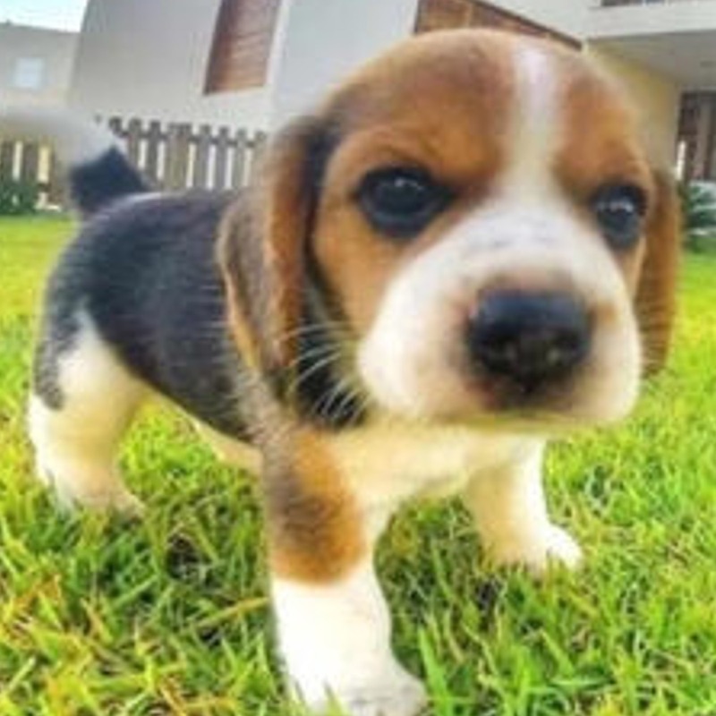 K-Beagles - Work at a Pizza Place Lo-Fi (feat. h4nsjoa)