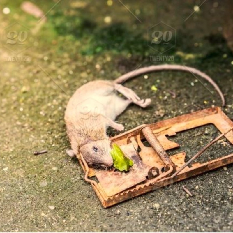 Mousetr4p - 2Shanez: Song Lyrics, Music Videos & Concerts