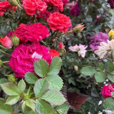 Cementerio De Flores - Single