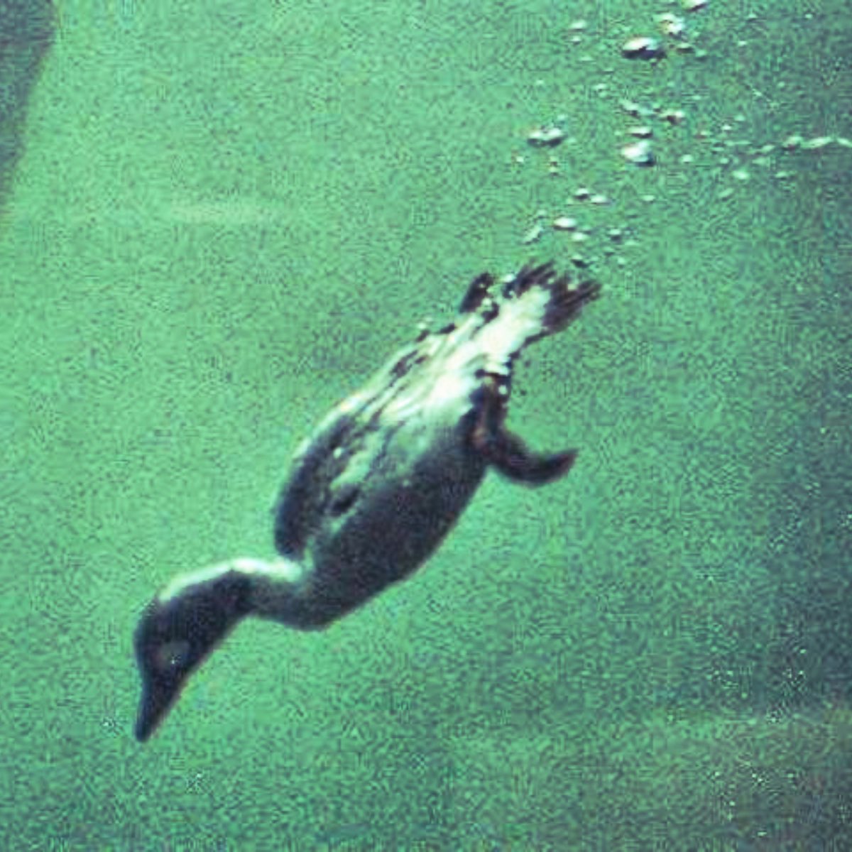 ‎Diving Duck (feat. Jason Ricci & Thad Debrock) [Jewvicii Remix