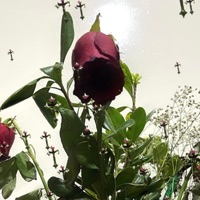 Diabla (feat. Nachotheplug) [Remix] - Single - Damy