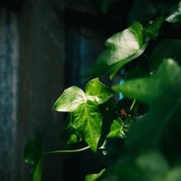 Longing (feat. DVNGLEZ) - Single - CATVLYST