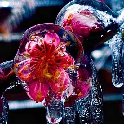 Winter's Bloom (feat. love-sadKiD) - Single