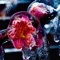 Winter's Bloom (feat. love-sadKiD) - Scuare lyrics