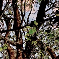 Branches - Single - Lyle's Tree