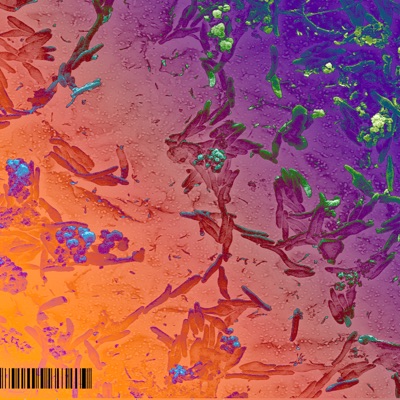 Algo - Single