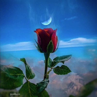 Dont Let Go - Single