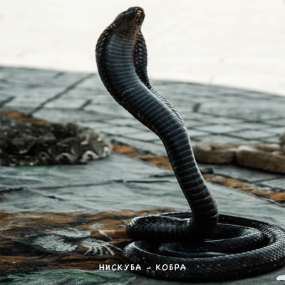 Кобра - Single