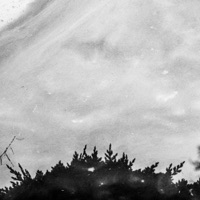 Ash - Single - arcata