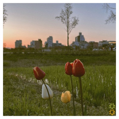 Sundown - Single