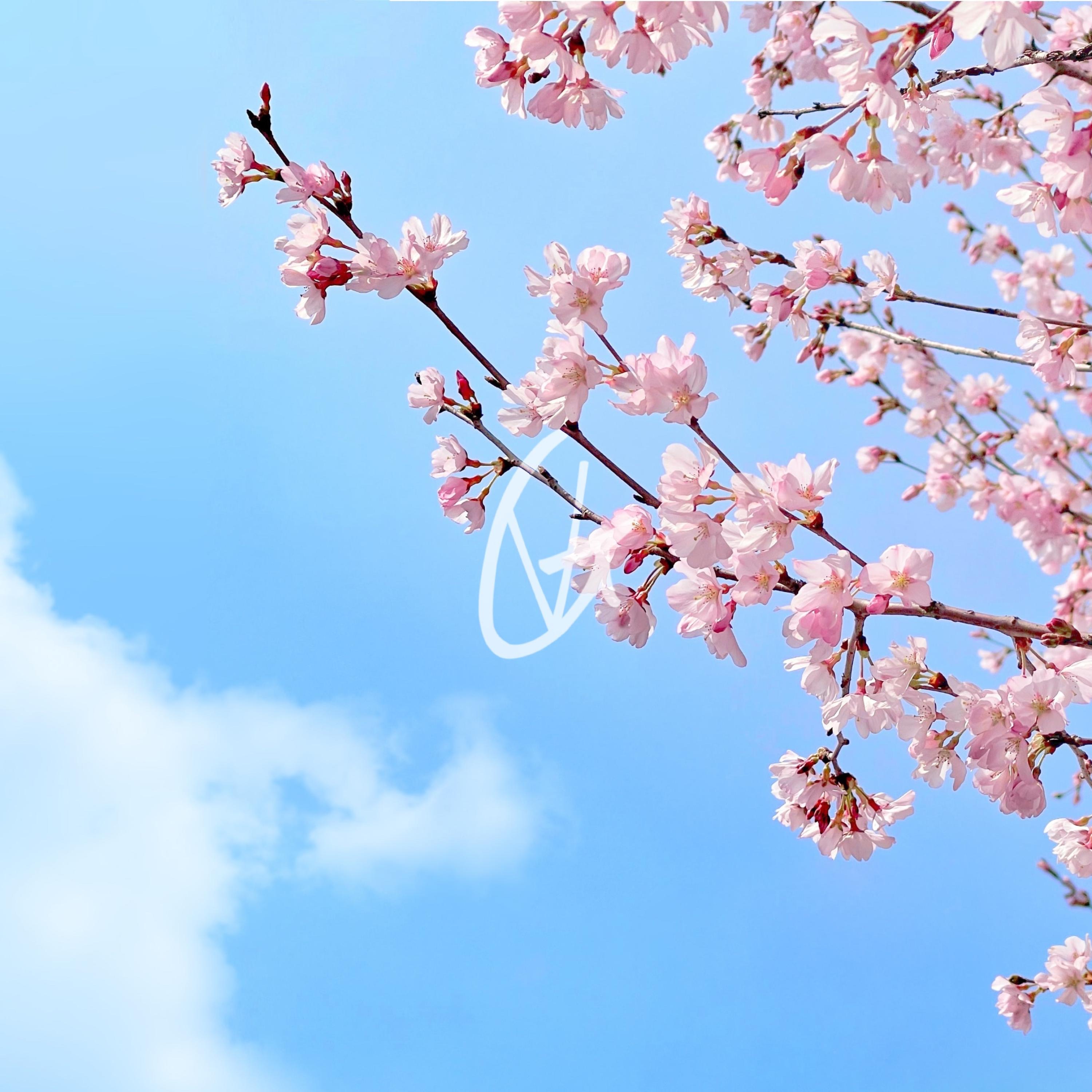 Sakura Tree - Single