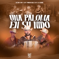 Una Paloma En Su Nido - Single - Grupo Activo 100 & Los Torrenciales de la Sierra