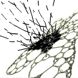 Caryotype Django De Cayenne