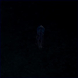 Jellyfish Texas Reign