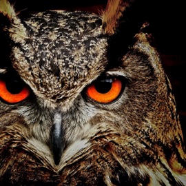 The Owl sings at night (feat. -LEX-) AstroJoe