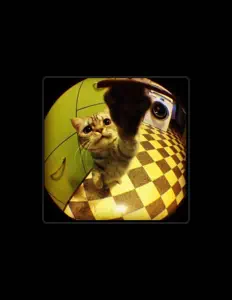 Ouve SBruhe, vê vídeos de música, lê a biografia, vê as datas da digressão e muito mais!