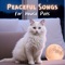 Bird's Eye View of Serenity - Pet Care Music Therapy lyrics