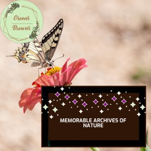Memorable Archives of Nature