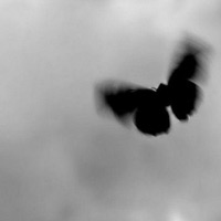 grau//still - Single - Blurry Vision