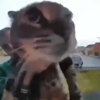 Mrow :3 - Single - traxt