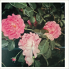 Where Roses Bloom - Theresa D'agostino