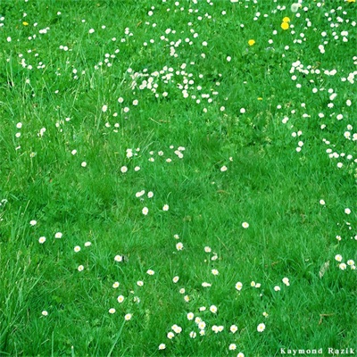 I Wanna Go To North Korea - Single