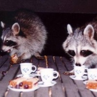 So We did This - EP - Nsty VHS